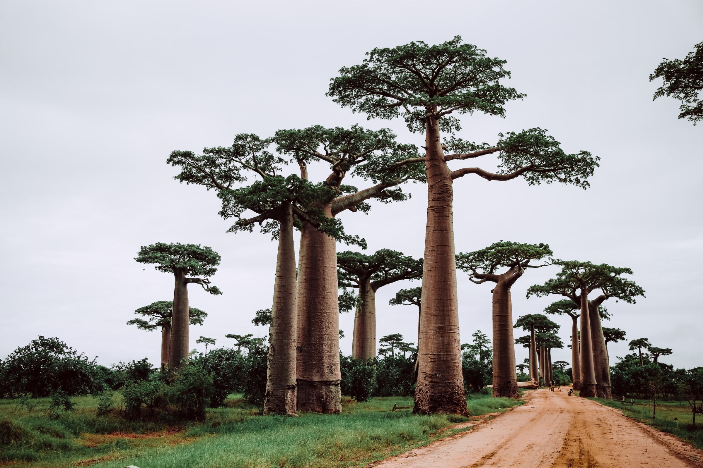 allée des baobabs